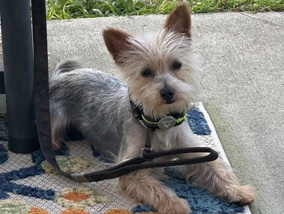 Yorkshire Terrier - Yorkie (Boy) available for adoption in Columbia