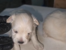 Shih Tzu – Shihtzu – Dubai