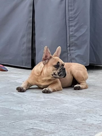 French Bulldog – Frenchie For sale