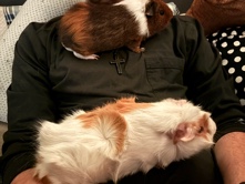 Guinea Pigs-FREE