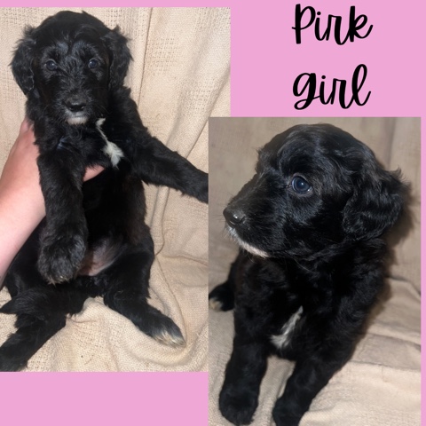 F1 Aussiedoodle