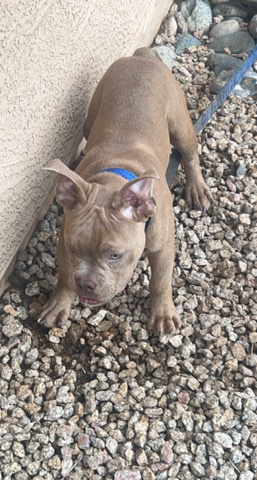 American Pit Bull Terrier – American Bully