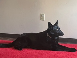 German Shepherd – Loving 5-Year-Old German Shepherd for Rehoming in Stevens Point – Stevens Point