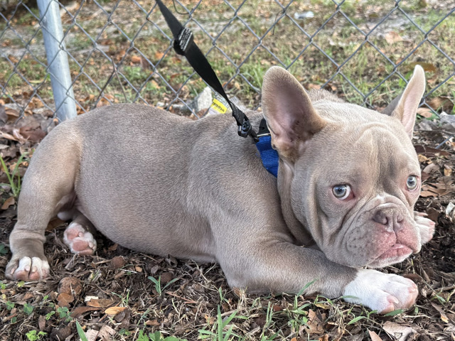 French Bulldog – French Bulldog – Playa Palma Occidental