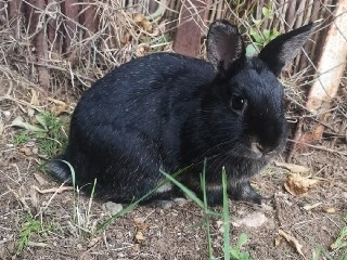 Silver Marten - SKYE available for adoption in Con