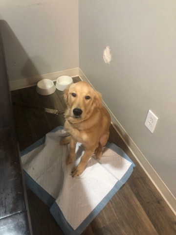 Golden Retriever – Needs bigger home