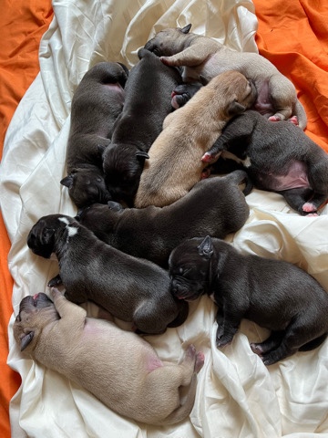 American Pit Bull Terrier – 9 American Pitbull Terrier/Red Nose Puppies