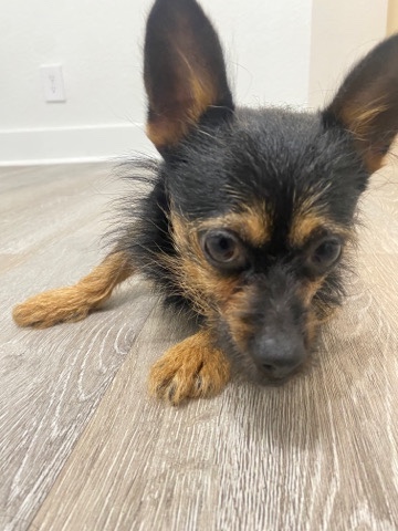 Chihuahua – chihuahua mix Yorkie