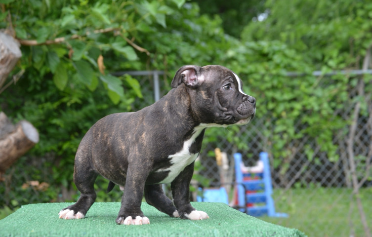 American Pit Bull Terrier – male bully