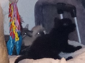 kitten – San Antonio