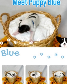 Portuguese Water Dog – Puppy Blue Male