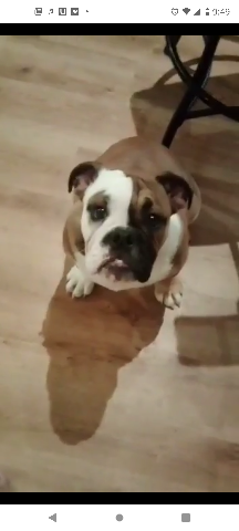Olde English Bulldogge – anyah