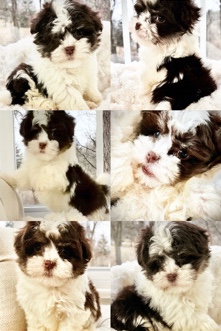 Havanese – tedd