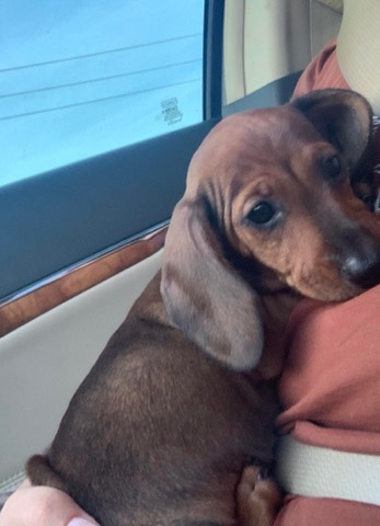 Dachshund – dachshund puppy