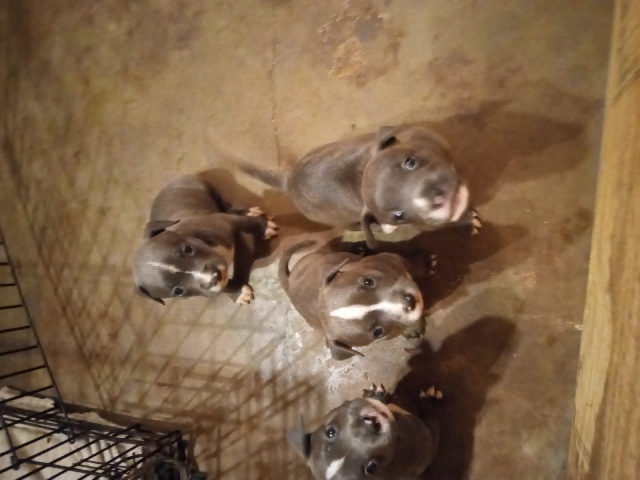 Blue Fawns