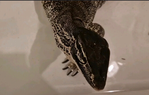 water monitor lizard