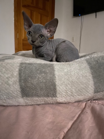 Sphynx – Sphinx kitten