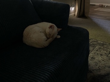 Siamese – Female Siamese – San Jose
