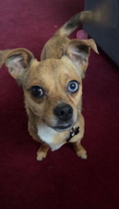 Chihuahua – dewy
