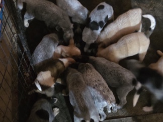 Australian Cattle Dog – Australian Cattle Dog Pups – Derry