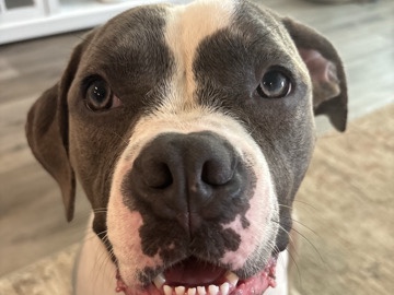 Pit Bull – Aspen!