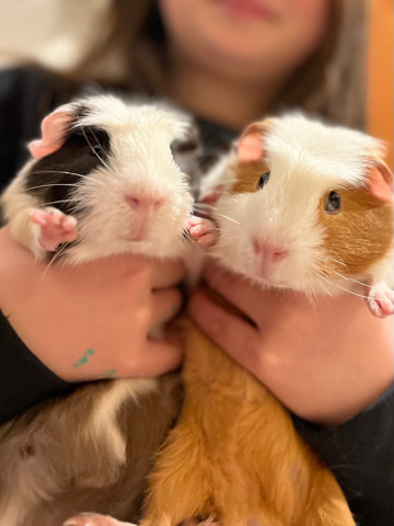 Any – Guinea Pigs