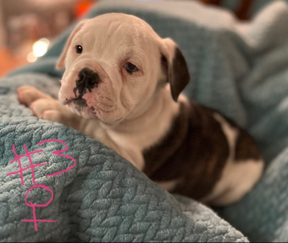 Olde English Bulldogge – bulldogs