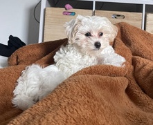 Maltese – maltipoo for sale 5 Months