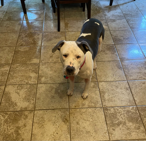American Pit Bull Terrier – Aiko needs a new home