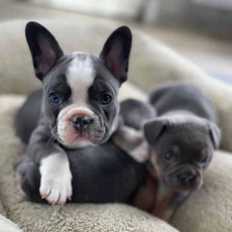 French Bulldog – Gorgeous French bulldog puppies ready for sale