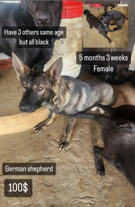German Shepherd – German shepherds