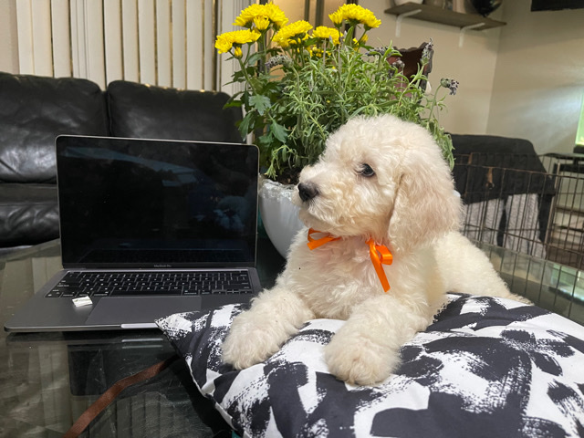 Poodle – 9 week old Standard Poodle Puppies ready to go to