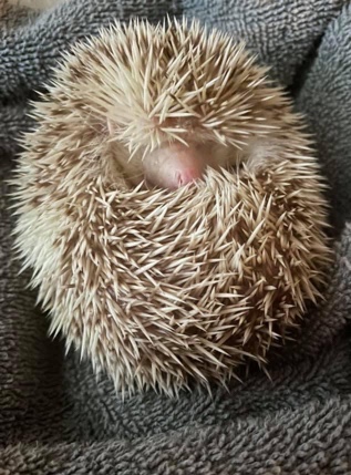 hedgehog – Hedgehog