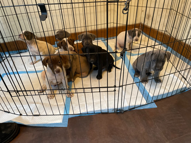 Rottweiler – Pups for sale