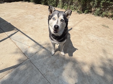 Siberian Husky – Free husky female – Pasadena