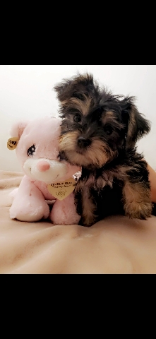Yorkshire Terrier – Yorkie puppies