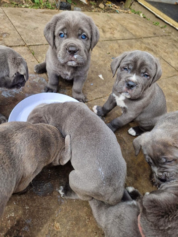 Cane Corso – blue cane corso puppies