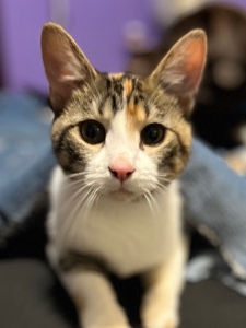 Colorpoint Shorthair – 1 yr old sage