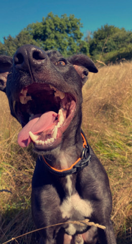 Greyhound – saluki bull greyhound needs a new home