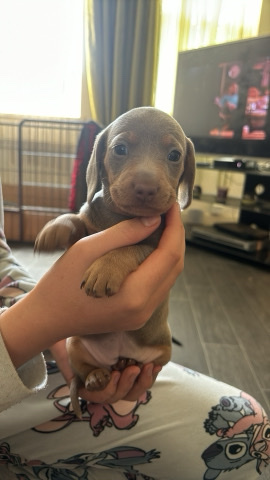 5week old puppy’s for sale 