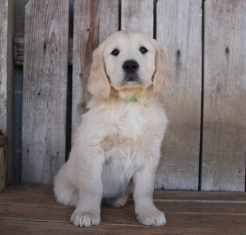 Golden Retriever – AKC Golden Retrievers