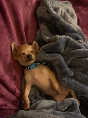 Chihuahua – Reesey teacup chihuahua
