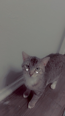 free cats