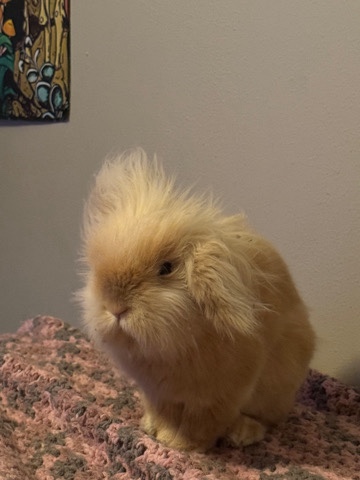American – BUNNY Urgently rehoming