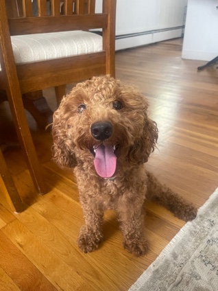 Poodle – Mini Poodle For Sale!