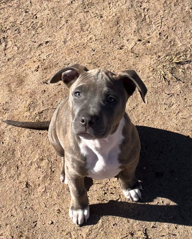 American Pit Bull Terrier – Pitbull puppies