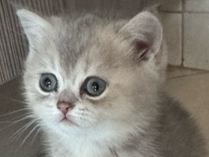 British Shorthair – Ay British shorthair female – Abu Dhabi
