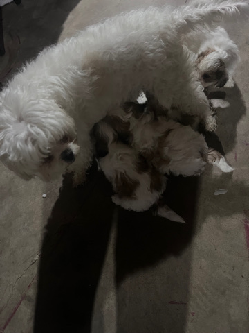 looking for loving home for puppy