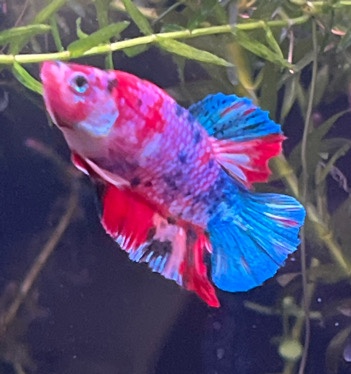 Betta – betta fish