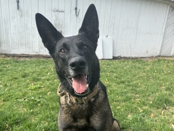 Belgian Shepherd Dog (Malinois) – Belgian Malinois – Auburn Hills